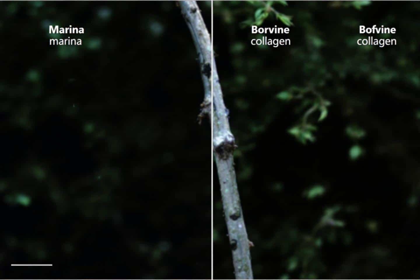 Collagène marin ou bovin que choisir en pharmacie : guide complet