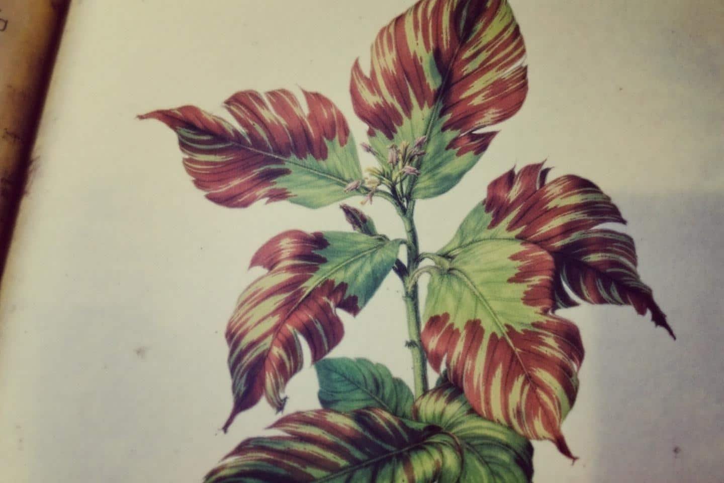 Coquelusedal : définition, usages et tout savoir